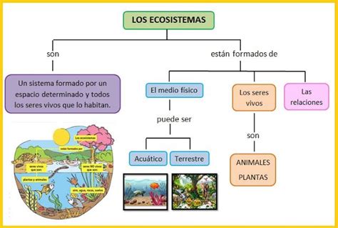 Funcionamiento De Un Ecosistema Ecosistemas Mapa Conceptual Tipos