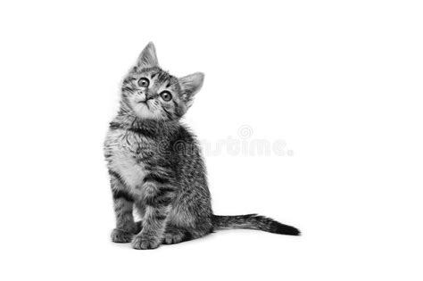 Little Cute Tabby Kitten Isolated On White Background Stock Photo