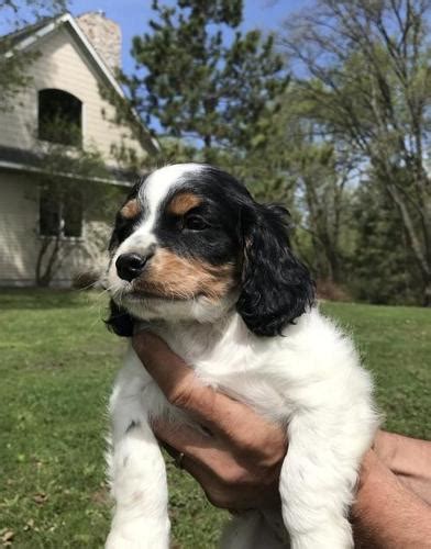 Welcome to midwest doodle ranch we take pride in raising some of the best looking, healthiest pups you will find! Cavapoo Puppy for Sale - Adoption, Rescue for Sale in Watertown, Minnesota Classified ...