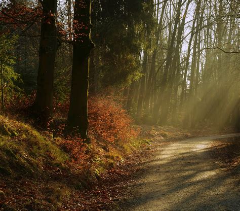 Forest Trees Nature Free Photo On Pixabay