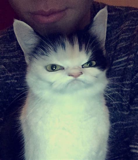 People Are Using Snapchat Filters On Their Animals And The Results Are