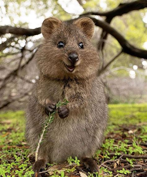 Instaquokka On Instagram Cutest Thing In 2020 Quokka Animal Cute