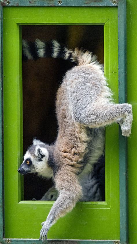 Funny Animals Animal Lemur Door Hd Phone Wallpaper Pxfuel