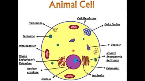 An Introduction To Animal Cell And Its Organelles Youtube