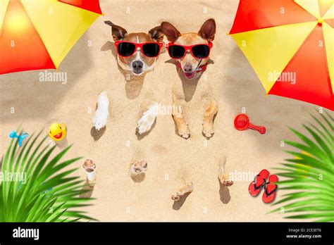 Dogs Buried In Sand Stock Photo Alamy