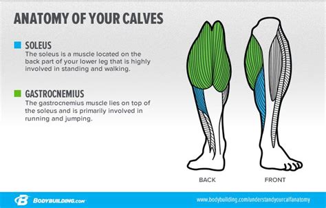 6 Lessons That Will Transform Your Calves Calf Exercises Muscle