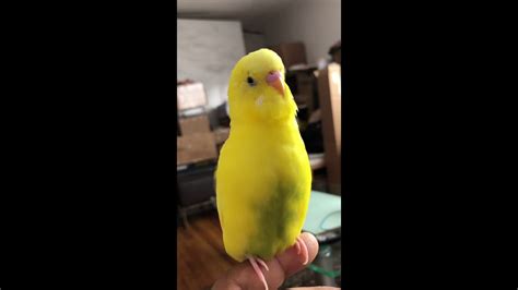 Parakeet Talking For 6 Minutes Youtube