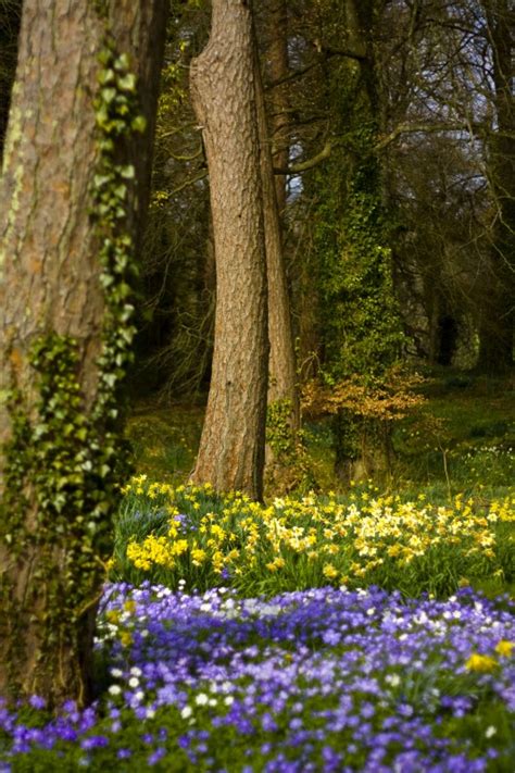 Flowers, woods, wildflowers, nature, tree, woodland, path, journey, scenery, natural, floral. Springtime - Photos of the Week - Photos of Spring Flowers ...