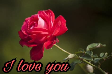 50 I Love You Images With Roses Love You Red Rose Image Download