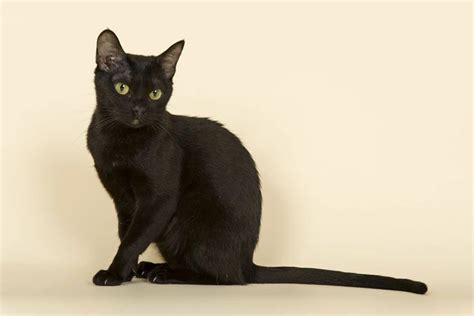 Bombay Cats Breed Facts Information And Advice Pets4homes