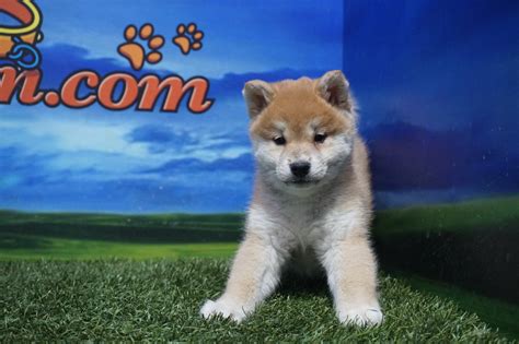 The earliest trading data for shiba inu is on august of 2020 (based on current exchange data). Shiba Inu Macho - Comprar perros y cachorros. Consulta ...