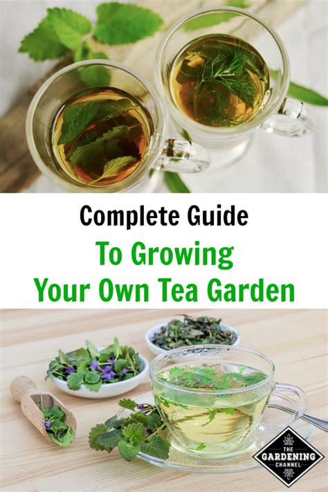 How To Grow Care For And Harvest Your Own Tea Garden Gardening Channel