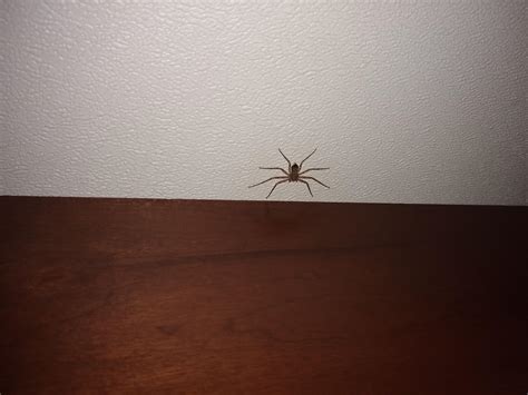 Which Brown Recluse Is This Rwhatsthisbug