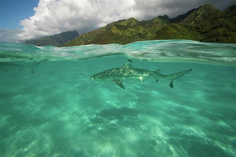 Over Under Half Water Half Land Photograph By Panoramic Images Fine