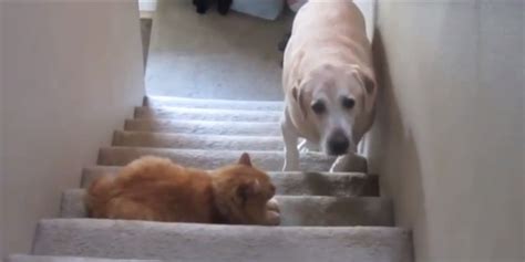 Hilarious Video Compilation Of Cats Scaring The Hell Out Of Dogs Funcage