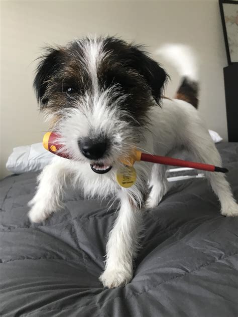 New Apprentice : r/electricians