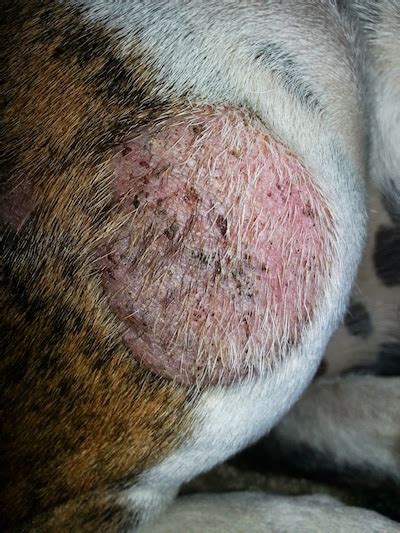 Red Bald Spot On Cat Neck
