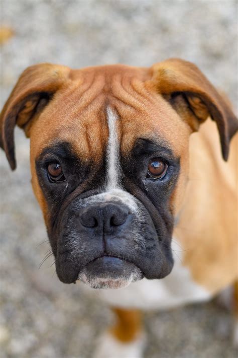 Boxer Puppies 25 Beautiful Boxer Babies Talk To Dogs