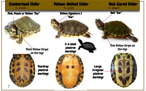 Painted Turtle Age Chart