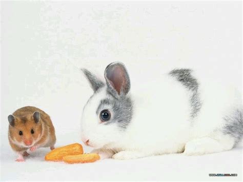 Bunny And Hamster Cute Things Pinterest
