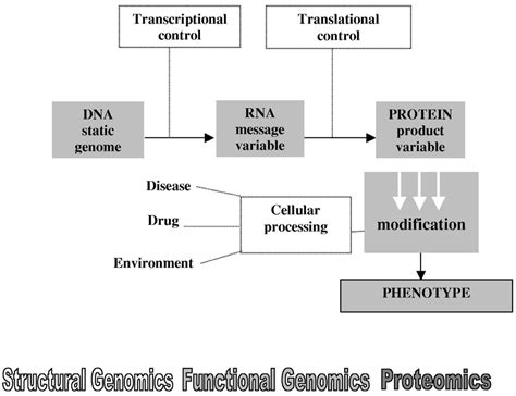 Schematic Of Relationship Between Genome Transcriptome And Proteome