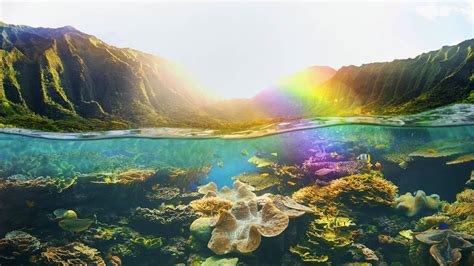 Hawaiian Coral Reefs Backiee