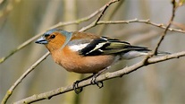 Chaffinch (Fringilla coelebs) - British Birds - Woodland Trust