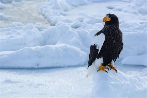 The Stellers Sea Eagle Is The Worlds Heaviest Eagle And Their Maximum