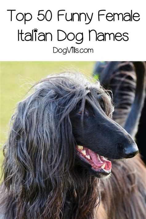 Top 105 Funny Italian Dog Names Dogvills