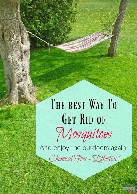 Besides, plants are an ornamental and fragrant addition to your landscape. The best way to get rid of mosquitoes and enjoy the ...