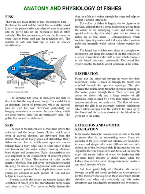 Anatomy And Physiology Of Fishes Gill Fish