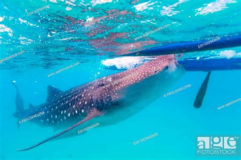 Underwater Shoot Of A Gigantic Whale Sharks Rhincodon Typus Feeding