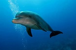 Common Bottlenose Dolphin Facts: Habitat, Diet, Conservation & More