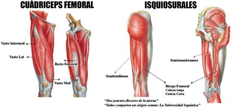 Están situados en la región posterior de la pierna y es el músculo más superficial de la pantorrilla. Anatomía de los músculos de las piernas: la guía ...