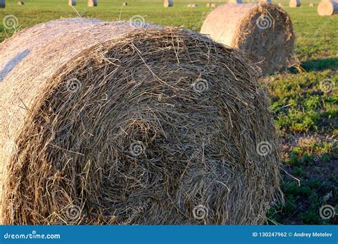 Hay Rolls For Animal Feed On The Field In Summer Feed For Cows And