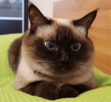 50 Female Siamese Cat Names Siamese Cats Blue Point Cat Names