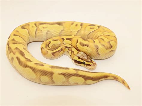 Enchi Mojave Orange Dream Pastel Vanilla Yellow Belly Morph List World Of Ball Pythons