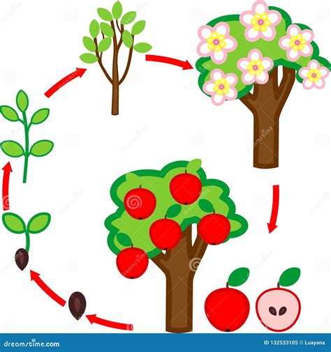 Ciclo De Vida Del Manzano Etapa Del Crecimiento Vegetal Ilustraci N Del