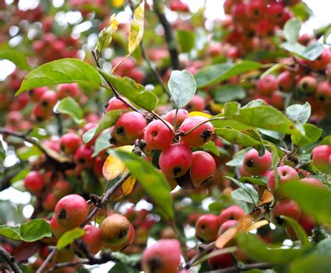 Ornamental Apple Tree Pruning And Care For Crab Apple