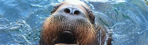 How To Power A Walrus Marine Mammal Research Unit