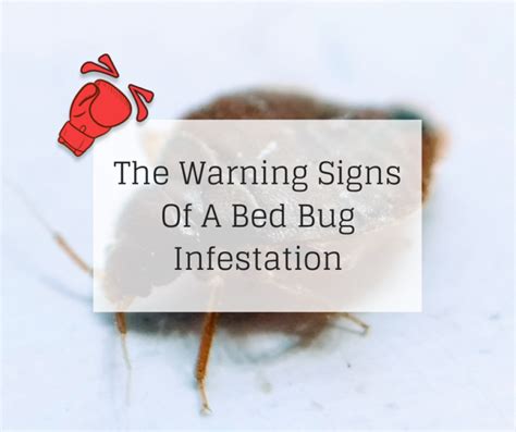 The Warning Signs Of A Bed Bug Infestation Knockout Pest Control