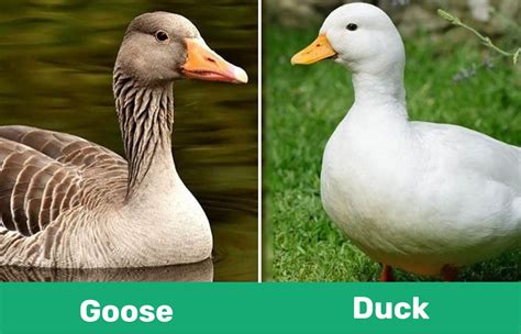 Goose Vs Duck Visual Differences And Characteristics Pet Keen