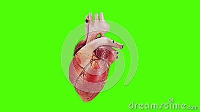 Coraz N Humano En Un Fondo De Pantalla Verde Coraz N Visual Latiendo El Sistema Cardiovascular