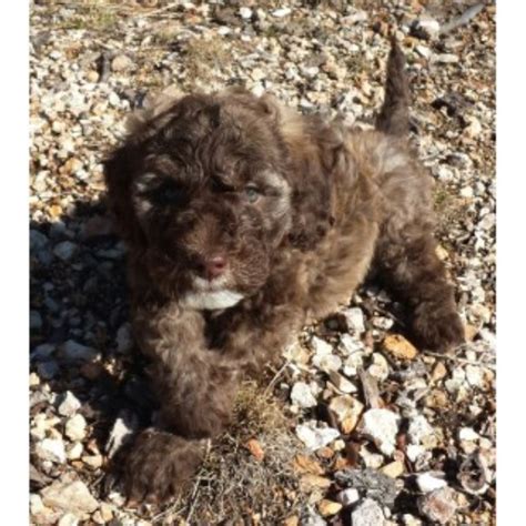 More information available at checkout. Auntie Dee's Doodles, Labradoodle Breeder in Lake Ozark ...