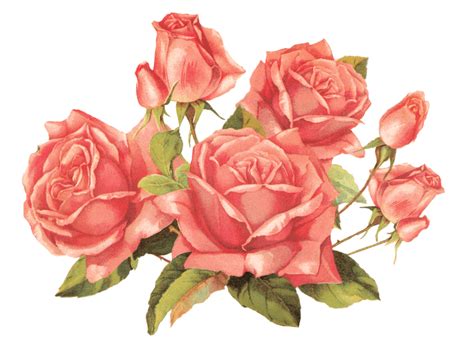 Bouquet Of Vintage Roses Transparent Png Stickpng