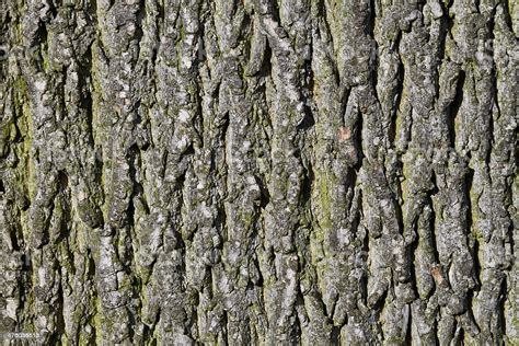 As the trees reach about three inches in as the tree trunks increase in diameter, the bark matures with ridges gaining thickness and the. Norway Maple Tree Bark Textured Grey Background Stock ...