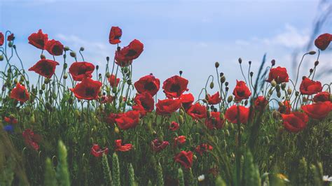 Download Wallpaper 1920x1080 Poppies Flowers Field