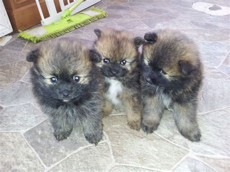 All akc registered and beautiful.they have had first shots and been dewormed. Adorable fluffy Pomeranian puppies for sale | Bacup ...
