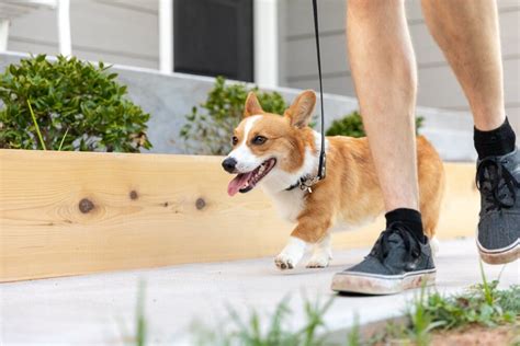 How Much Exercise Does Your Corgi Need Stumps And Rumps