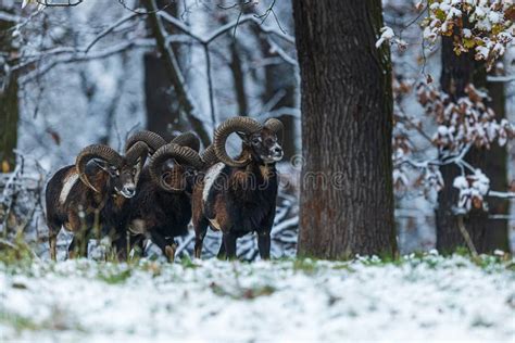 Mouflon Ova Musimon Die Herde Kommt Aus Dem Wald Stockfoto Bild Von